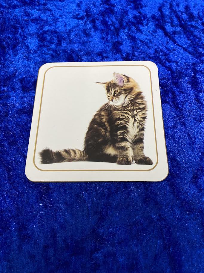 Silver Tabby Cat Set of 4 Coasters