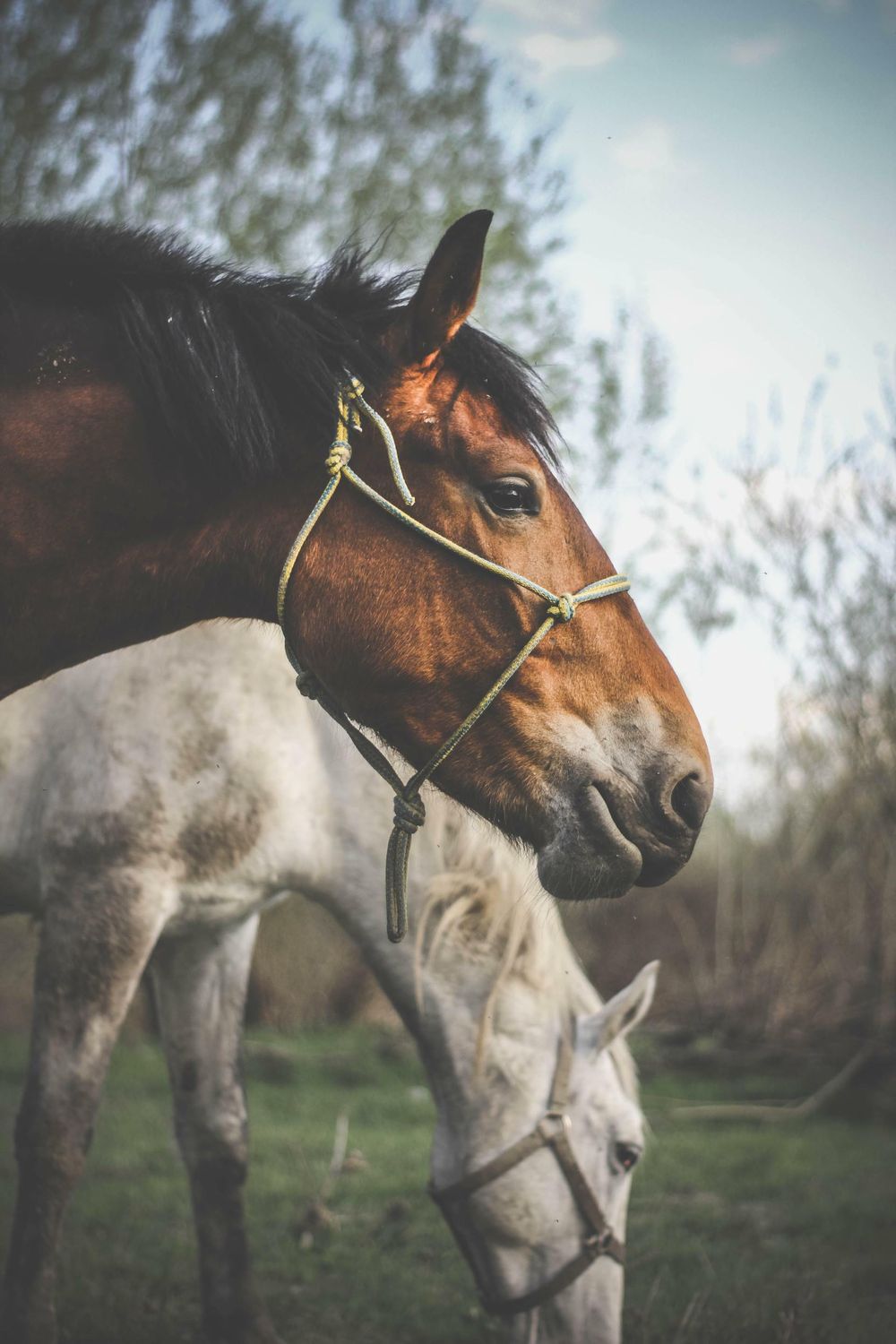 Horse Owner Gifts