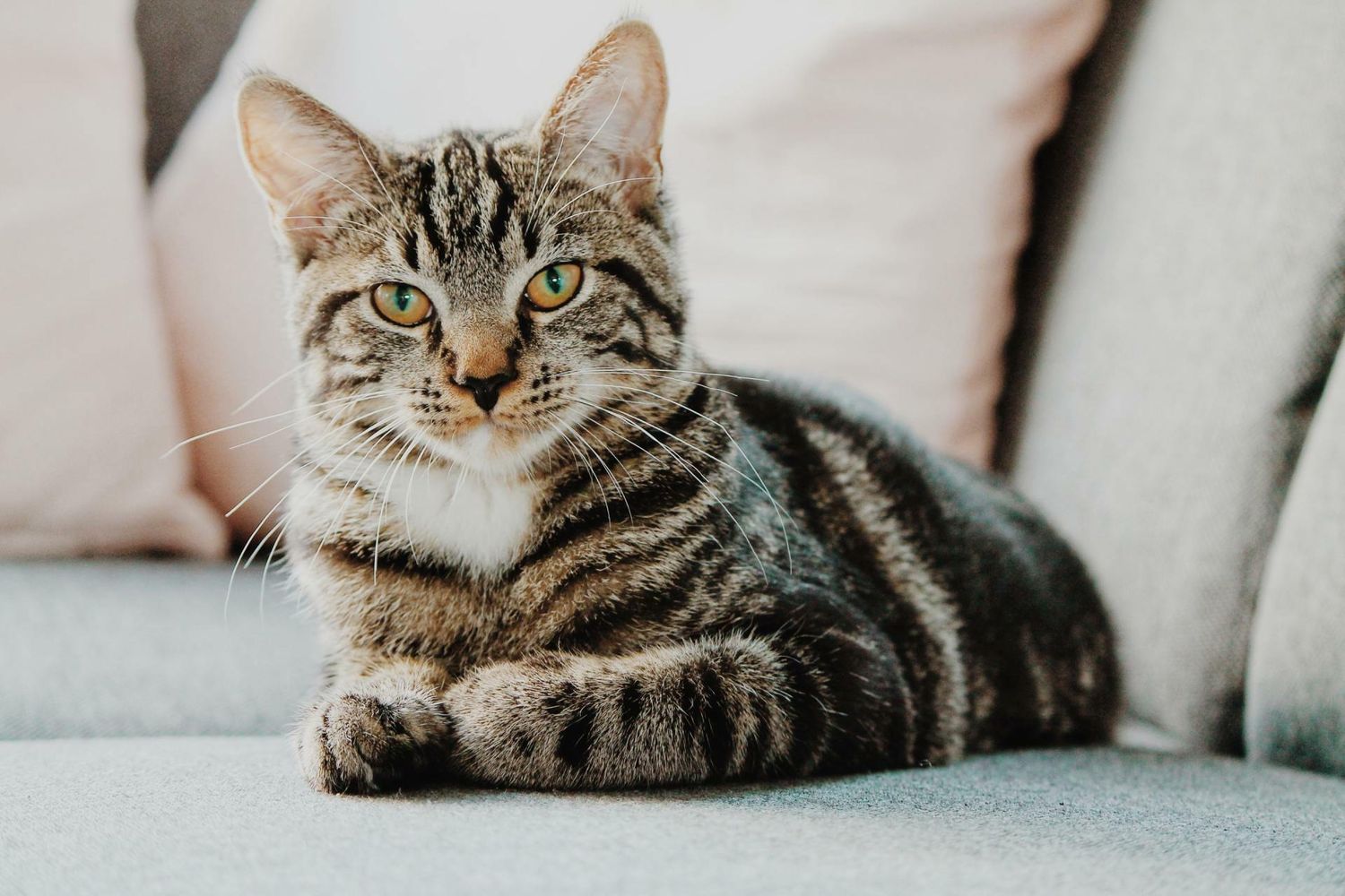 Cat Owner Gifts