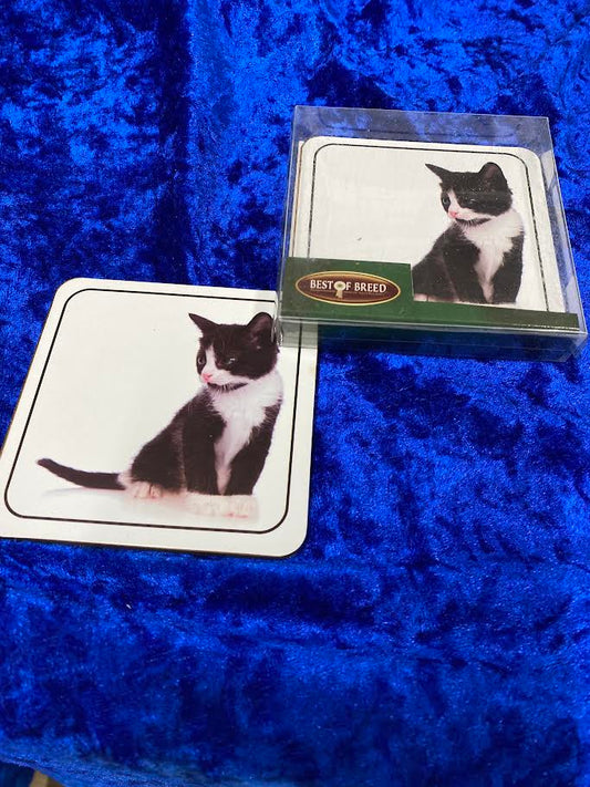 Black & White Kitten Set of 2 Coasters