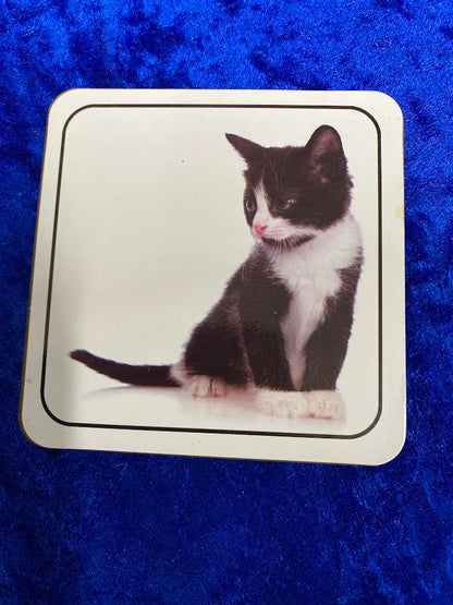 Black & White Kitten Set of 2 Coasters